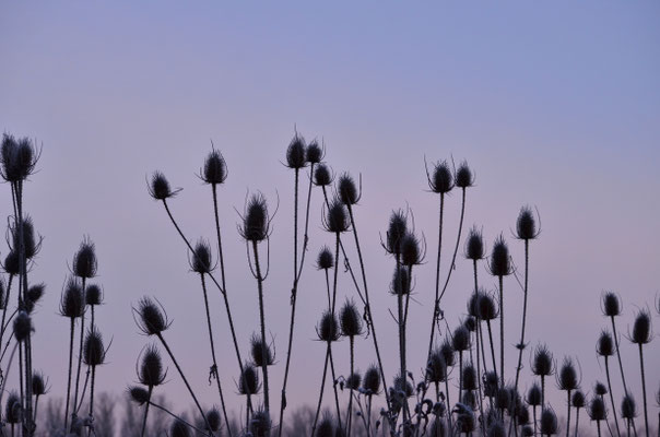 Silhouettes de cardères