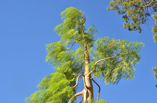 Moringa (Ihosy, Madagascar)