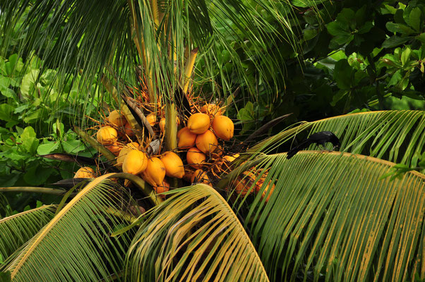 Noix de coco (Côte Pacifique, Costa Rica)  Juillet 2014