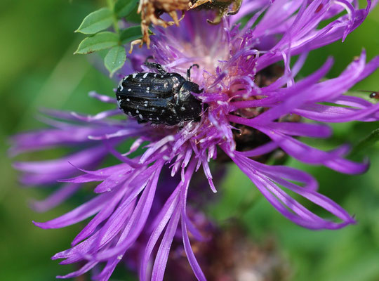 Cétoine grise (Guewenheim, Haut-Rhin)  Juin 2013