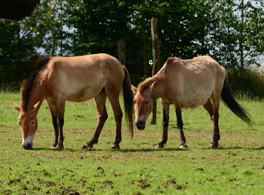 Chevaux de Przewalski (Parc animalier de Sainte-Croix, Moselle)  Juin 2016