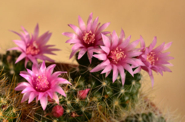 Fleurs de cactus