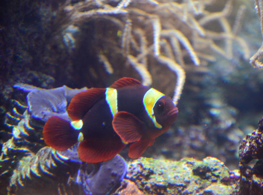 Poisson-clown épineux