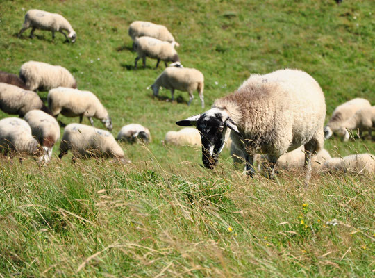 Moutons (Puy de Dôme)  Août 2013
