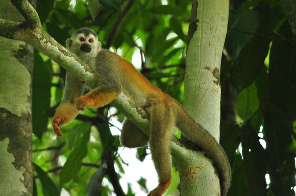 Singe écureuil (Parc national Manuel Antonio, Costa Rica)  Juillet 2014