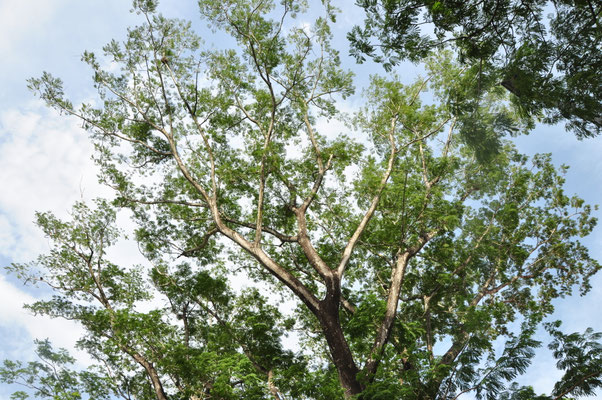 Guanacaste, arbre national du Costa Rica