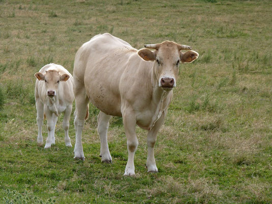 Vache et son veau (St-Cyr en Arthies, Val d'Oise)  Juillet 2010