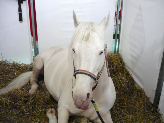 Pur-sang de race lusitanien (Ménagerie du cirque Arlette Grüss, Mulhouse)  Mai 2009