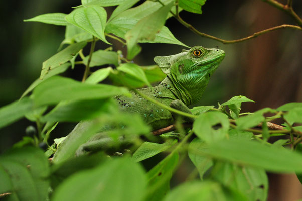 Basilic vert femelle