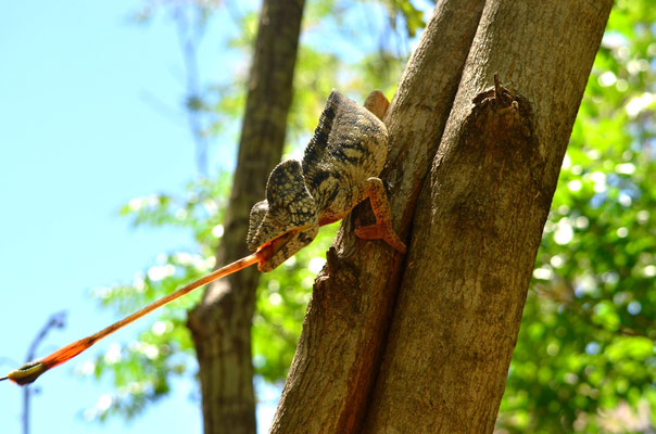 Caméléon d'Oustalet (Anja, Madagascar)