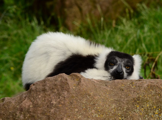 Vari noir et blanc (Parc animalier de Sainte-Croix, Moselle)  Juin 2016