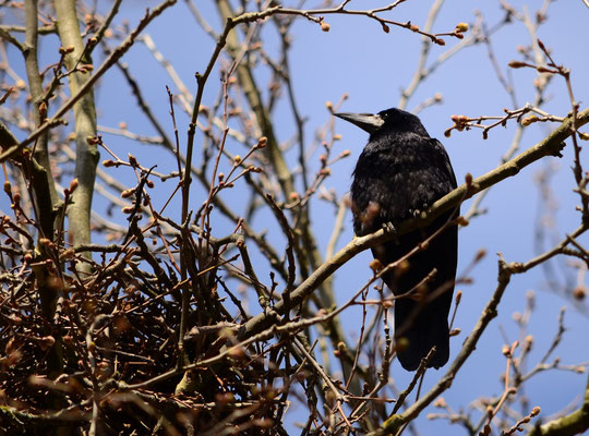 Corbeau freux (Mulhouse, Haut-Rhin)  Mars 2015