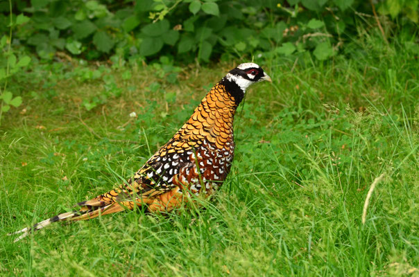 Faisan vénéré (Ile-de-France, France)