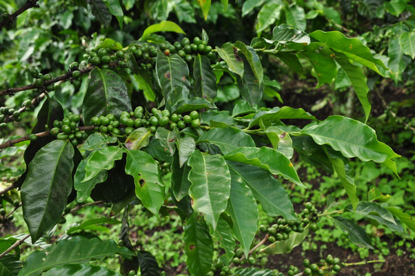Branche de caféier