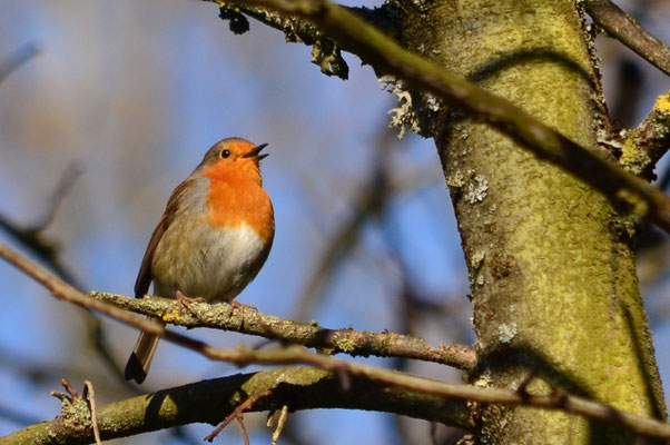 Rouge-gorge