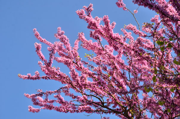 Arbre de Judée (Mulhouse, Alsace)