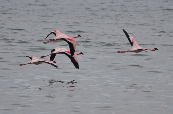 Flamants roses (Walvis Bay, Namibie)  Octobre 2016