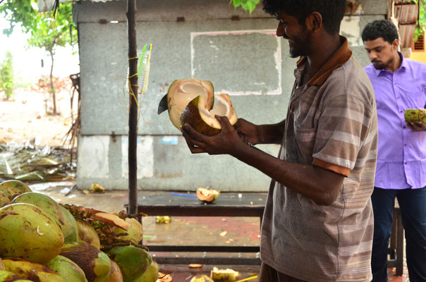 Vendeur de noix de coco (Dhanushkodi)