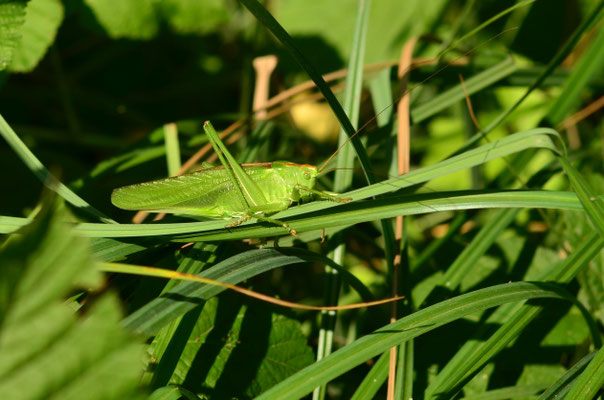 Grande sauterelle verte