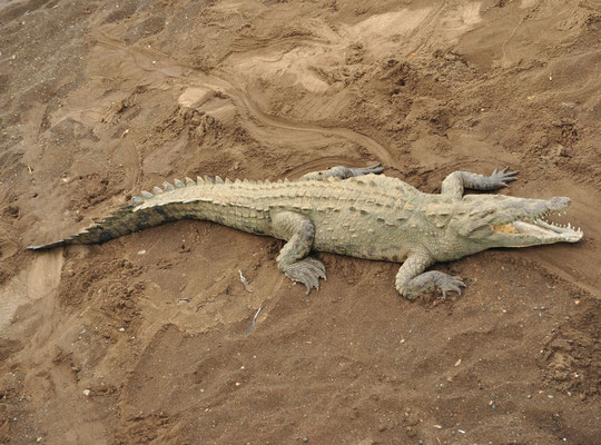 Crocodile américain (Pont de Tarcoles, Costa Rica)  Juillet 2014