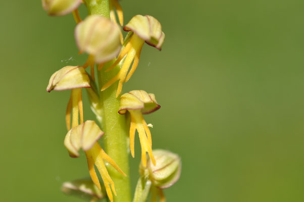 Orchis homme pendu (Bollenberg, Alsace)