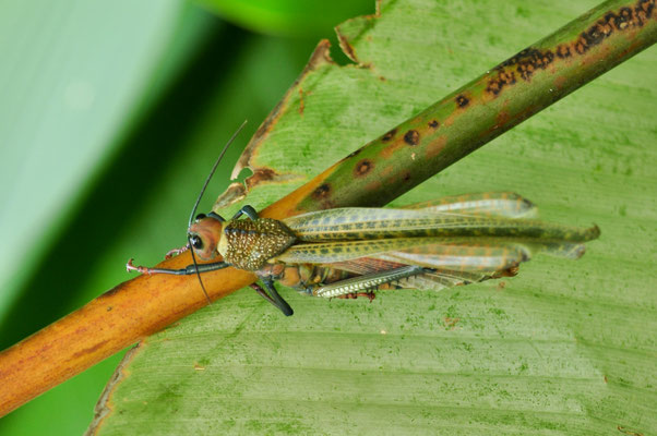 Criquet géant à ailes rouges, adulte (Parc national Manuel Antonio, Costa Rica)