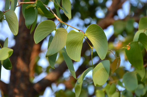 Feuilles de mopane (Khorixas, Namibie)  Octobre 2016