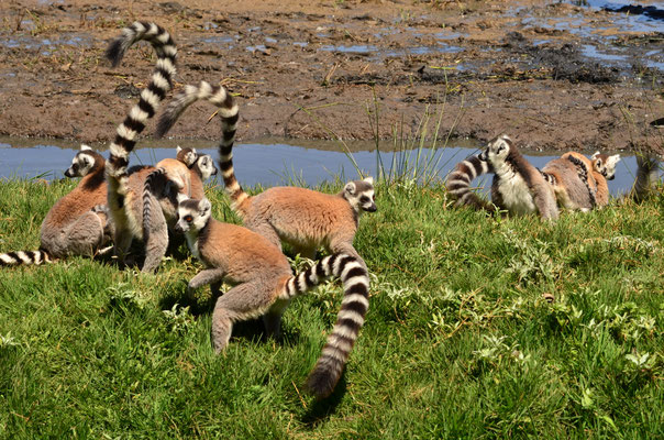 Makis catta (Réserve communale d'Anja, Madagascar)