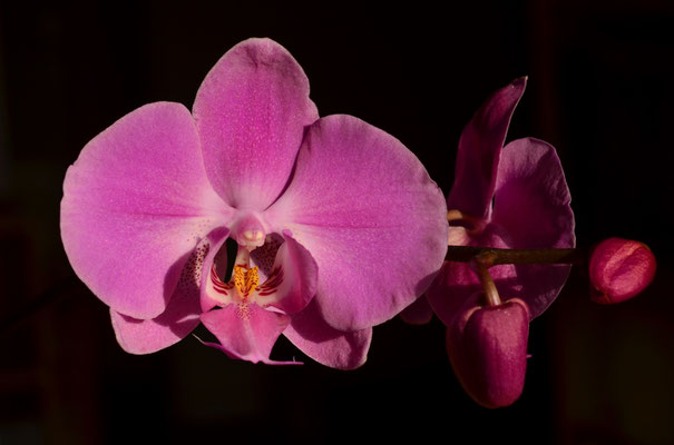 Orchidée