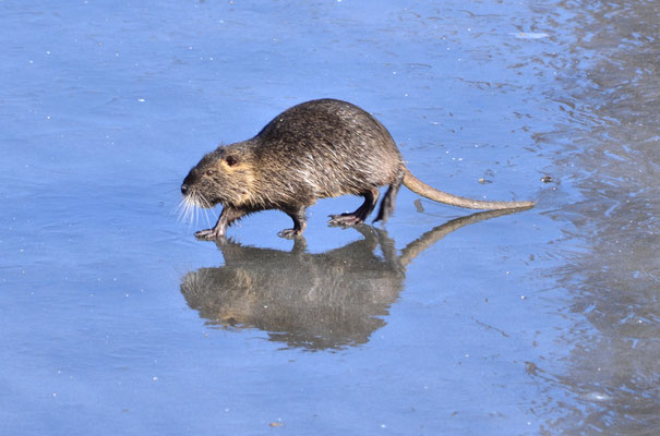 Ragondin sur glace