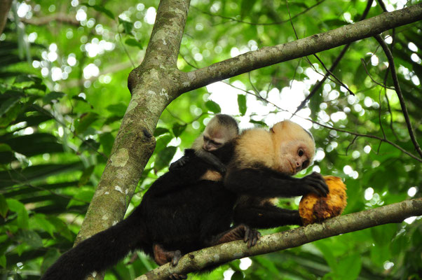 Capucin moine (Parc national Manuel Antonio, Costa Rica)  Juillet 2014