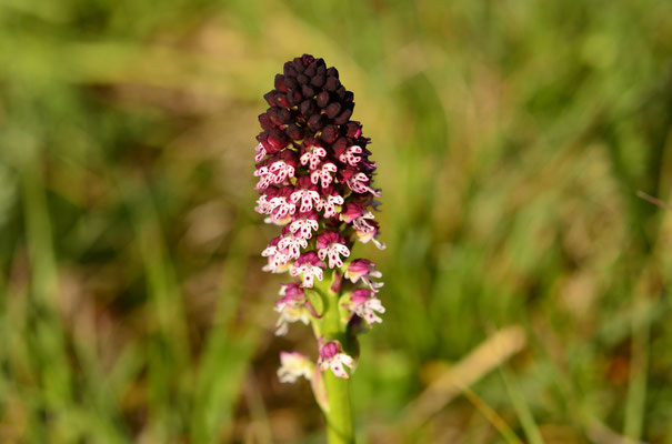 Orchis brûlé (Illfurth, Alsace)