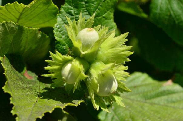 Noisettes (Petite Camargue alsacienne, Haut-Rhin)  Juin 2019