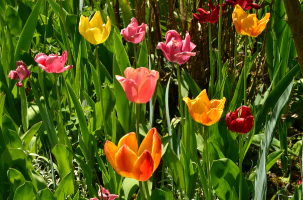 Couleurs du jardin