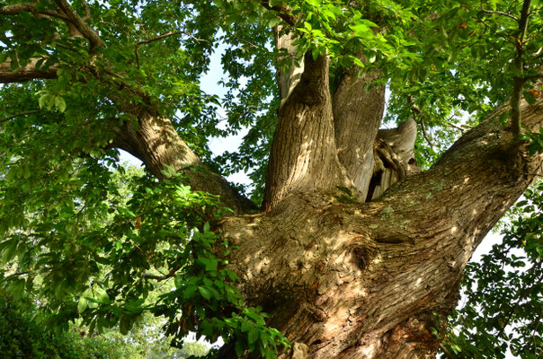 Arbre remarquable