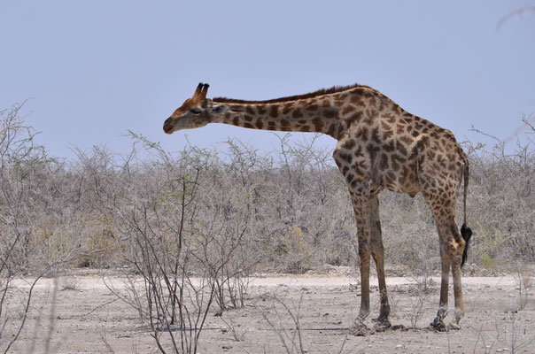 Girafe au parc national d'Etosha