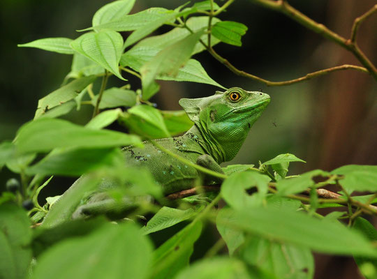 Basilic vert femelle (Tortuguero, Costa Rica)  Juillet 2014