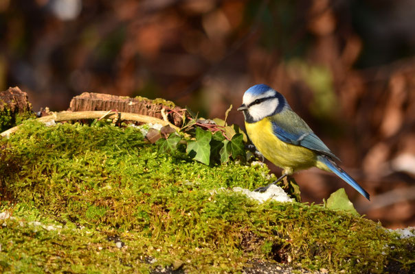 Mésange bleue (Alsace, France)