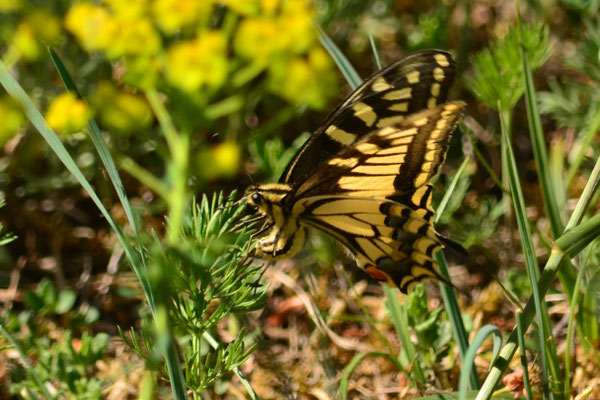 Machaon