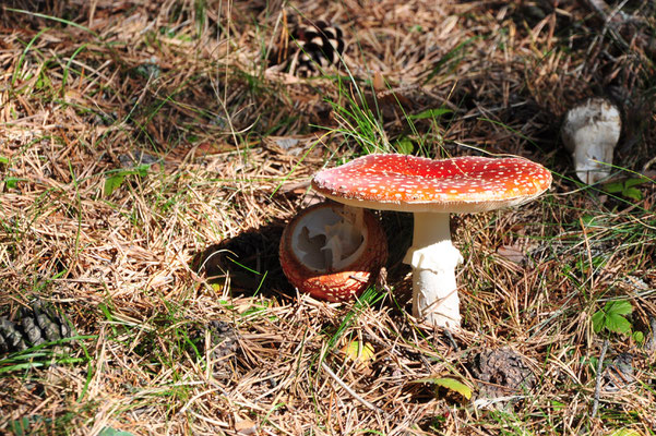 Amanite tue-mouche (Pyrénées espagnoles)  Octobre 2012