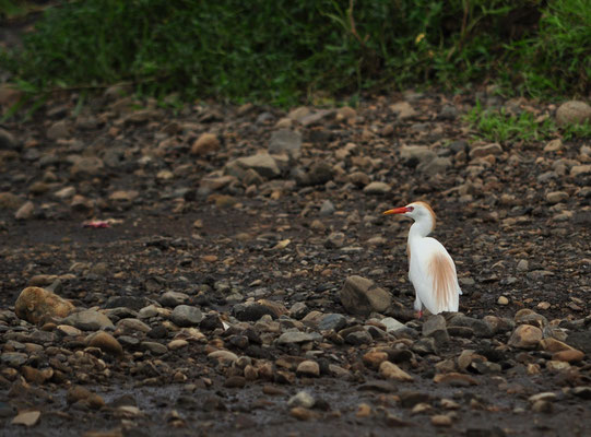 Héron garde-boeufs (Berge de la rivière Tarcoles, Costa Rica)  Juillet 2014