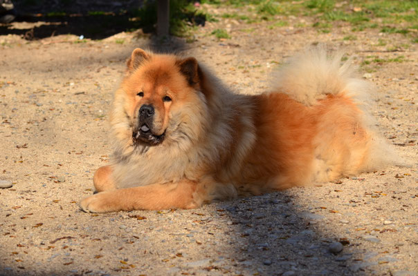Chow-chow