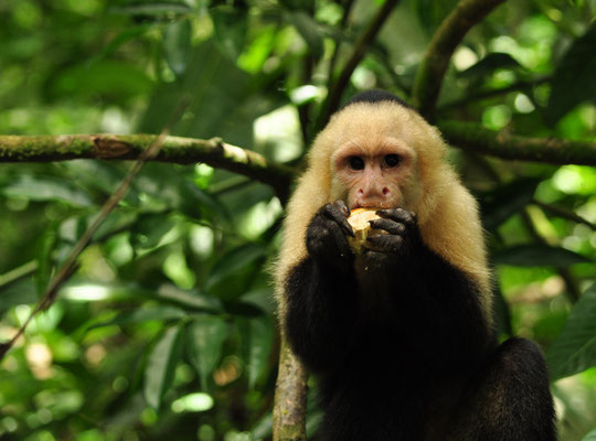 Capucin moine (Parc national Manuel Antonio, Costa Rica)  Juillet 2014