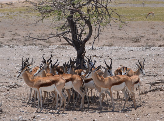 Springboks (Parc national d'Etosha, Namibie)  Octobre 2016