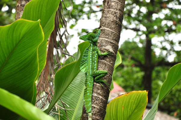 Basilic vert