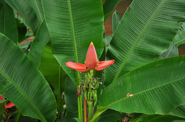 Fleur de bananier (Carara, Costa Rica)