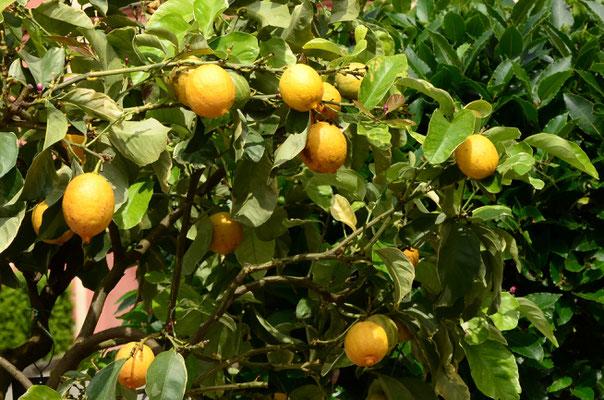 Citrons (île de Mainau, Bade-Wurtemberg, Allemagne)  Juin 2016