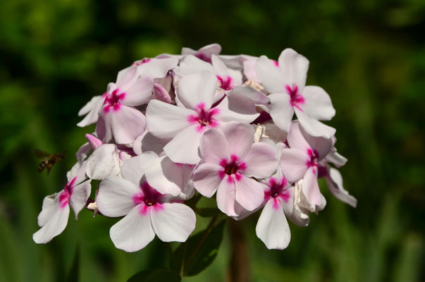 Phlox (Mulhouse, Haut-Rhin)  Juin 2018