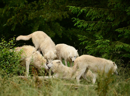 Loups arctique (Parc animalier de Sainte-Croix, Moselle)  Juin 2016