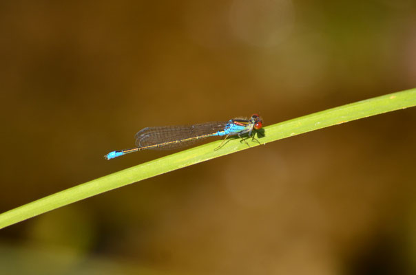 Naïade au corps vert